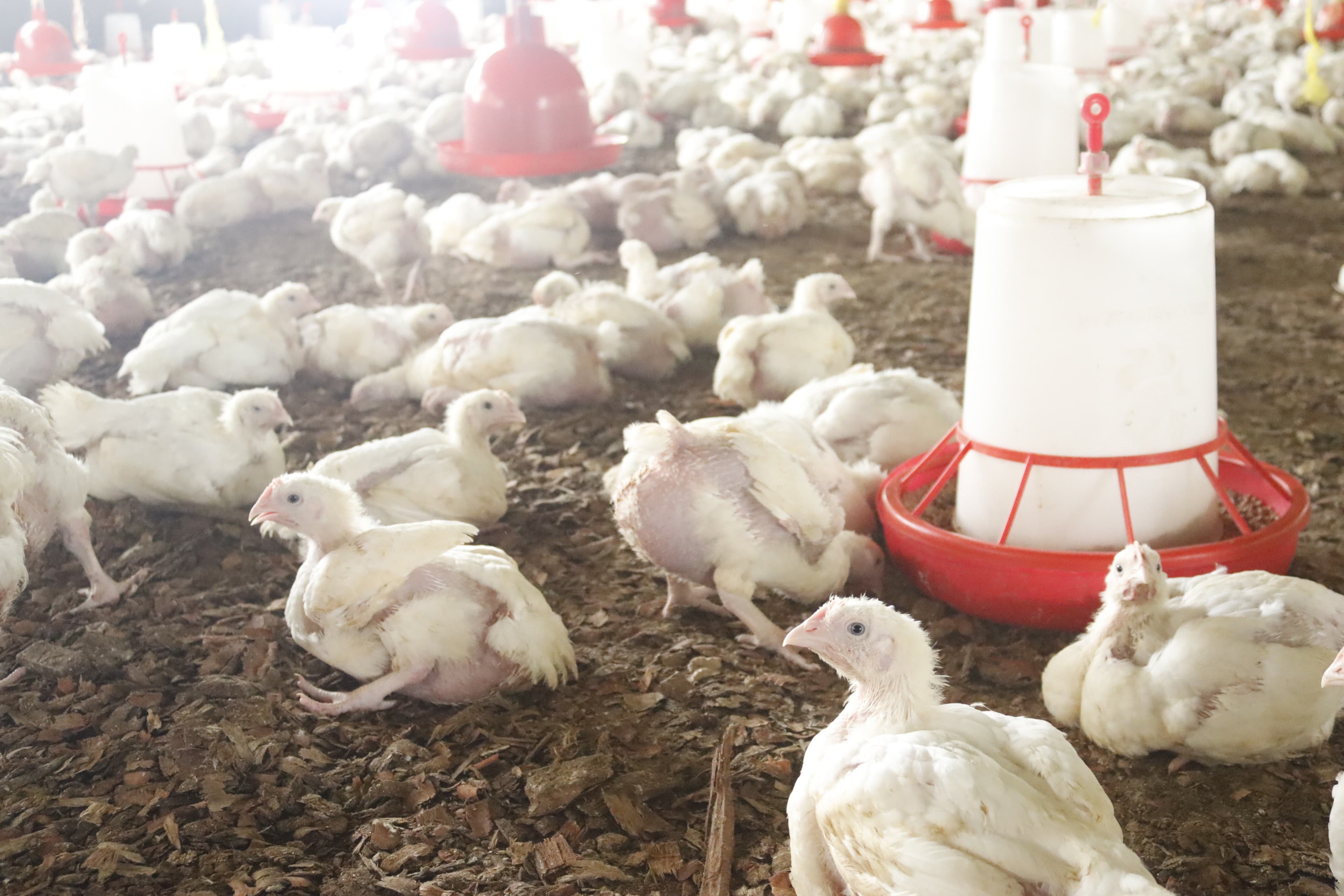 Poultry Production Challenge