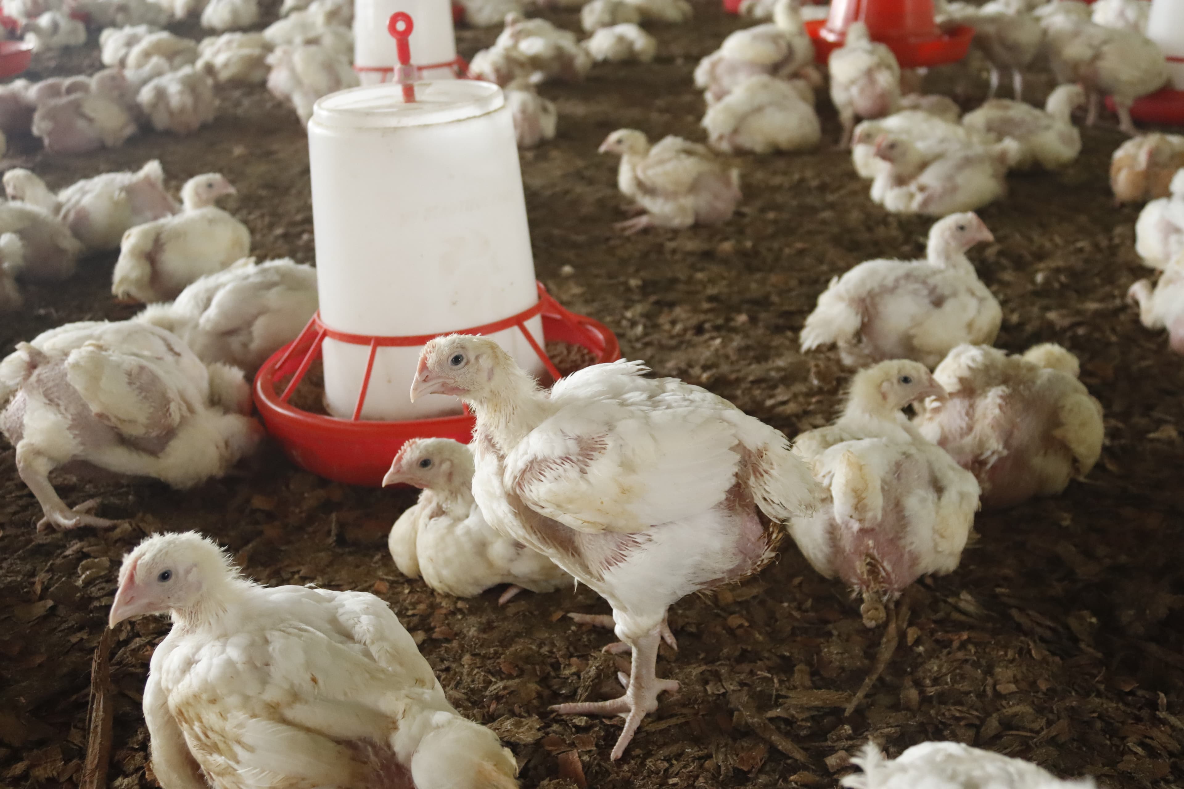 Direct Contributions