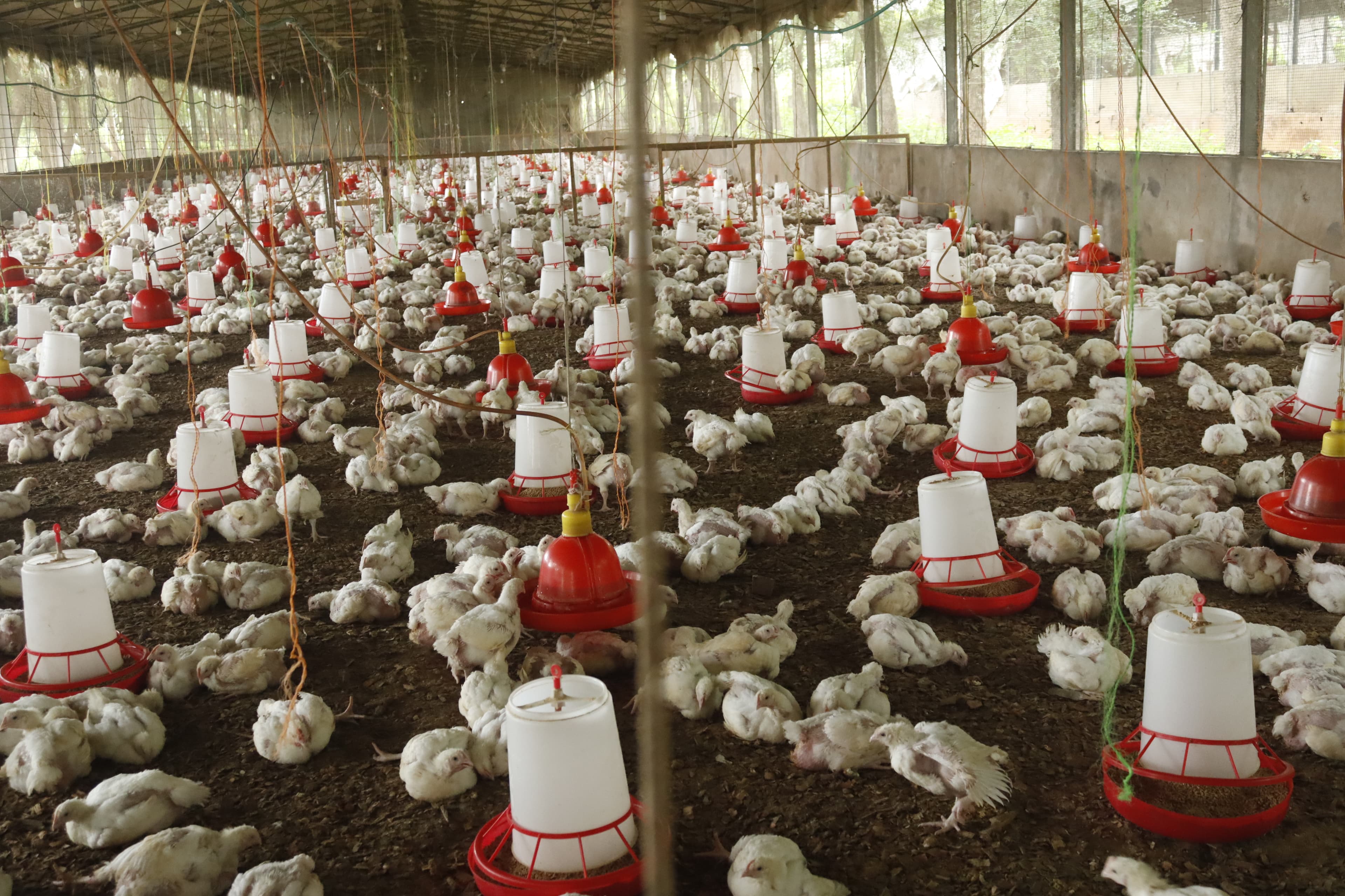 Healthy Livestock Processing