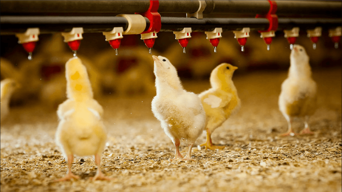 Ensapuh Poultry Management