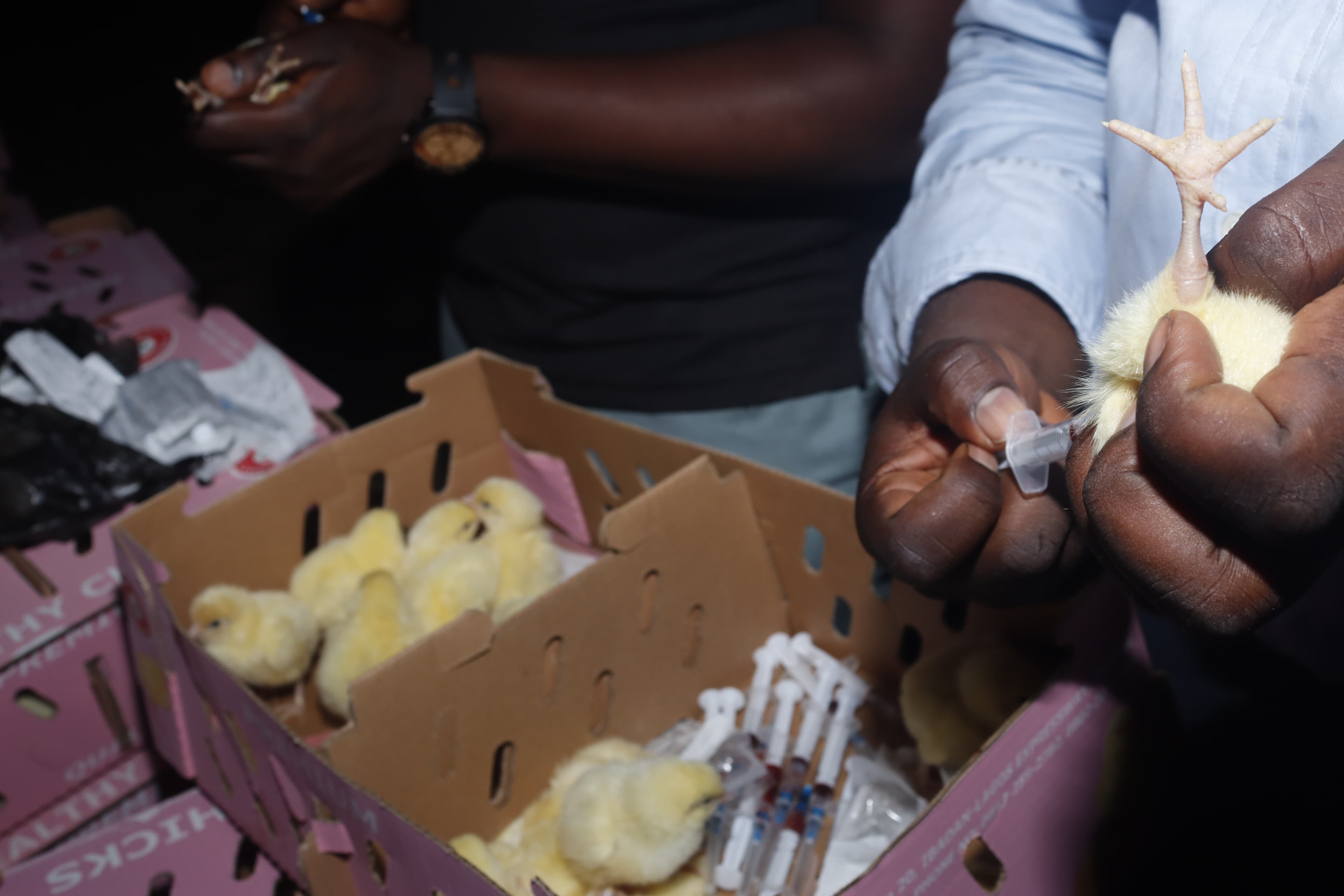 Veterinary inspection of poultry