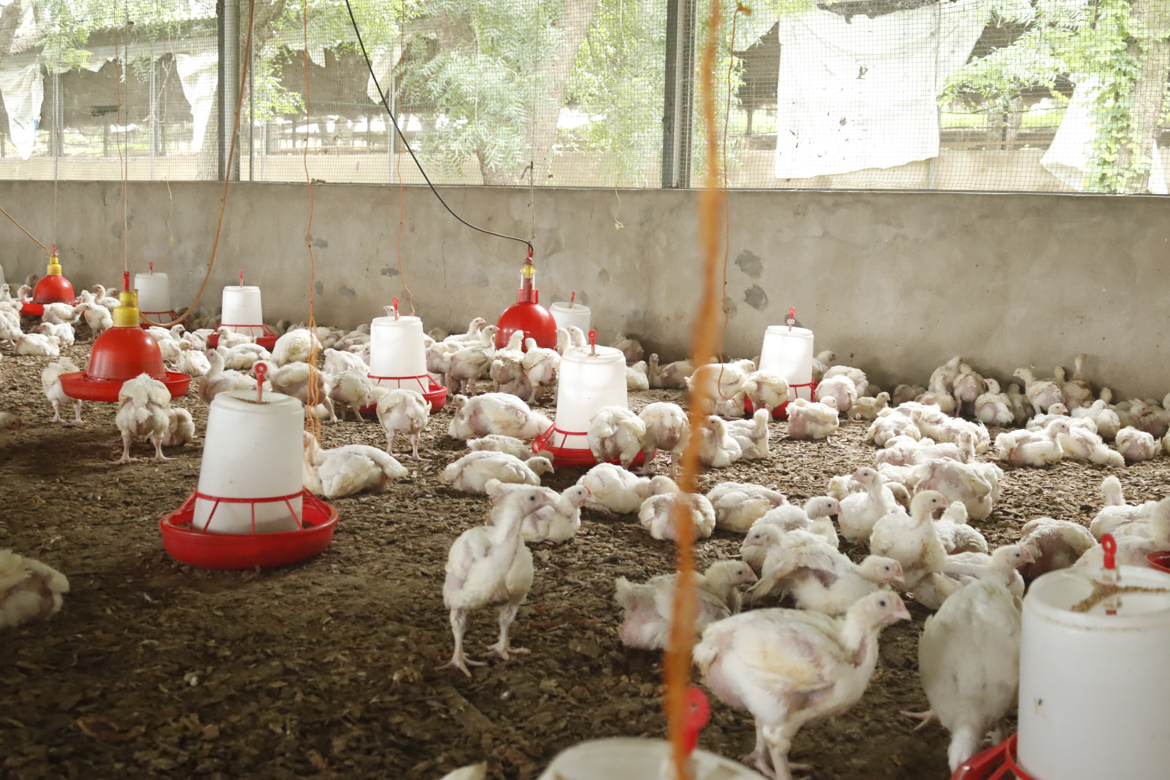 Veterinary Inspection